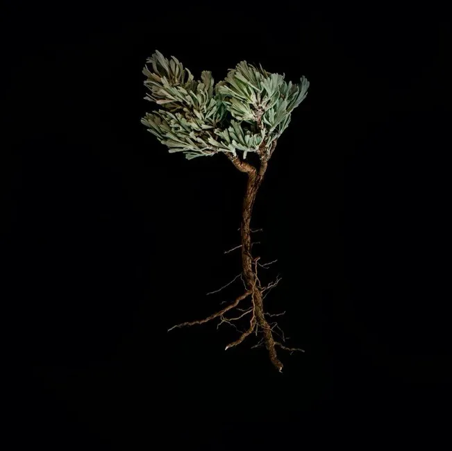 Illustration for the article: The Root & Branch Method: Why You Don’t Have Four Problems, You Have One